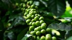 TT cà phê ngày 28/5: Hoạt động thu hoạch tại Brazil đang diễn ra khá chậm chạp