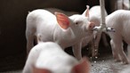 Giá heo hơi ngày 31/7/2025: Tiếp đà tăng 1.000 - 2.000 đồng/kg tại nhiều tỉnh, thành miền Bắc