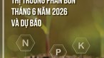 THỊ TRƯỜNG PHÂN BÓN THÁNG 6 NĂM 2026 VÀ DỰ BÁO