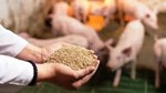 Việt Nam đang nỗ lực giảm bớt sự phụ thuộc vào nguồn nguyên liệu nhập khẩu thức ăn chăn nuôi
