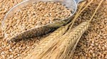 Nhu cầu tiêu thụ lúa mỳ trong nước phục hồi và tăng trưởng mạnh
