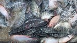 Xuất khẩu cá rô phi tăng mạnh, Brazil chiếm 50% kim ngạch