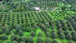 Đơn giản hóa thủ tục hành chính về mã số vùng trồng, mã số cơ sở đóng gói