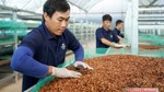 Từ lợi thế EVFTA đến ‘bài toán’ đáp ứng EUDR