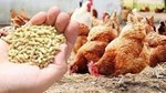 Xu hướng biến động thị trường xuất nhập khẩu thức ăn gia súc và nguyên liệu