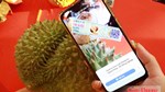 Nghị quyết số 36: Cơ hội chuẩn hóa vùng nguyên liệu sầu riêng