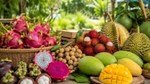 Xuất nhập khẩu rau quả 9 tháng năm 2026: Động lực tăng trưởng và biến động mùa vụ