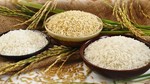 Thị trường lúa gạo thế giới và Việt Nam tháng 4/2025: Phân tích và dự báo 