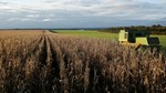 USDA nâng dự báo xuất khẩu ngô Mỹ niên vụ 2024/2025
