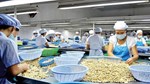 Đồng Nai tăng tốc xúc tiến thương mại qua Lễ hội Quả điều vàng 2026