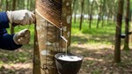 Xuất khẩu cao su đối diện sức ép từ giá và quy định môi trường