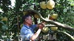 Mỹ chấp nhận mở cửa thị trường cho trái bưởi Việt Nam