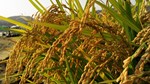 USDA dự báo sản lượng gạo thế giới năm 2022/23 giảm lần đầu tiên trong vòng 7 năm