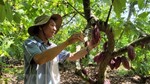 Bà Rịa-Vũng Tàu mở rộng diện tích cây cacao đáp ứng xuất khẩu