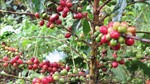 El Nino sẽ "thổi" giá cà phê robusta tại châu Á
