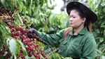 Xuất khẩu cà phê kỳ vọng phá kỷ lục