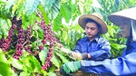 Chia sẻ lợi ích để ngành cà phê vượt qua “bão giá“