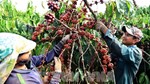 Quản lý chỉ dẫn địa lý “Buôn Ma Thuột” cho cà phê Robusta