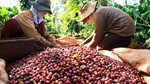 Cà phê đột phá, xuất khẩu nông lâm thủy sản 6 tháng tăng 15,5% so cùng kỳ