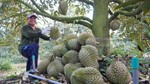 Xuất khẩu rau quả phục hồi