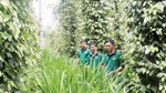 Lâm Đồng và mục tiêu phát triển sản phẩm hồ tiêu toàn cầu