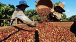 Gạo, cà phê, thủy sản của Việt Nam còn nhiều dư địa tại thị trường châu Phi 