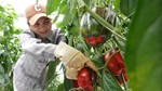 Cơ hội và thách thức đối với nông sản