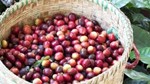 Lợi thế cà phê Việt Nam có thể giảm nếu EU hoãn quy định chống phá rừng?