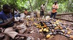 Giá cacao thế giới giảm chóng mặt