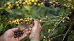 Brazil: doanh thu cà phê tăng mạnh bất chấp số lượng xuất khẩu giảm