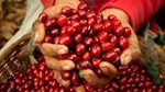 ICO: Thương mại cà phê toàn cầu khởi sắc, dòng chảy đang được định hình lại