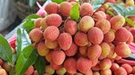 Vải thiều mất mùa