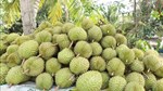Siết chất lượng từ vùng trồng để giữ thị trường cho nông sản xuất khẩu