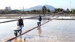 Vụ muối ở Lâm Đồng kéo dài, giá tăng
