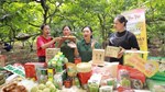 Giải pháp chuyên sâu để thương mại điện tử xuyên biên giới "tăng tốc"