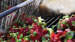 Xuất khẩu trái cây tươi sang Thổ Nhĩ Kỳ còn nhiều dư địa