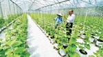 Nâng tầm nông sản Việt: Doanh nghiệp cần thêm lực đẩy