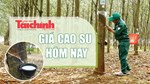 Ngày 16/9: Giá cao su thế giới tiếp tục lao dốc