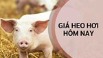 Ngày 18/9: Giá heo hơi chững lại sau hai phiên tăng liên tiếp