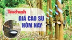 Ngày 28/9: Giá cao su thế giới tiếp đà khởi sắc