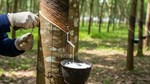 Ngày 29/9: Giá cao su tại Nhật Bản và Singapore trái chiều, Trung Quốc tăng mạnh