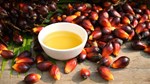 Sức mua dầu cọ từ Ấn Độ tăng vọt sau quyết định hạ thuế suất nhập khẩu xuống 5%