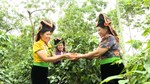 Cà phê Tây Bắc: Từ canh tác truyền thống sang sản xuất bền vững