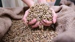 Robusta Việt cần thoát vai “làm nền”, khẳng định thương hiệu trên thị trường quốc tế
