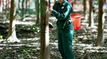 Ngày 21/10: Giá cao su trên các sàn giao dịch châu Á tiếp tục phân hóa
