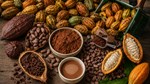 Ngành ca cao Tây Phi đối mặt rủi ro nguồn cung do quy định chống phá rừng của EU