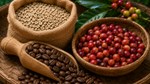TT cà phê ngày 4/6: Việt Nam đẩy mạnh xuất khẩu đã tạo sức ép lên thị trường