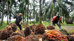 Tồn kho dầu cọ của Malaysia chạm đỉnh 5 tháng khi sản lượng bứt phá mạnh hơn nhu cầu