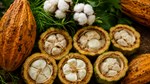 Diễn biến giá nông sản thế giới hôm nay 14/7/2026