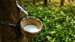 TT cao su châu Á ngày 01/7: Nguồn cung dồi dào gây áp lực lên giá kỳ hạn